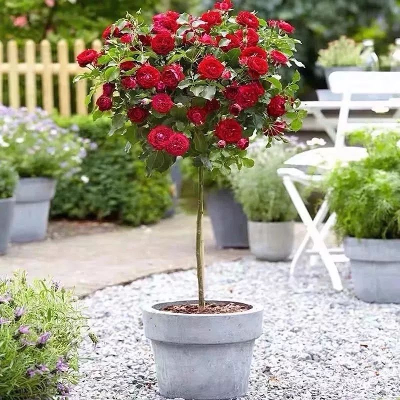 这六种花寓意吉祥好养易活,公认最吉利的4种花