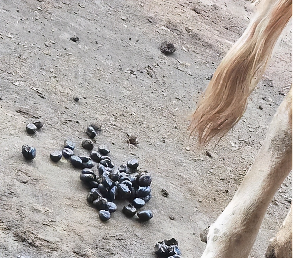 牛拉粪不成形最佳治疗方法,牛拉干粪球胀气是怎么回事