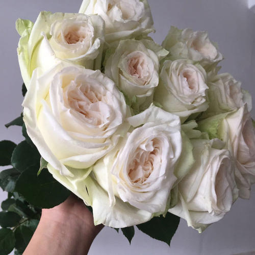 白色荔枝玫瑰花语寓意是什么,粉荔枝白荔枝混搭花束花语