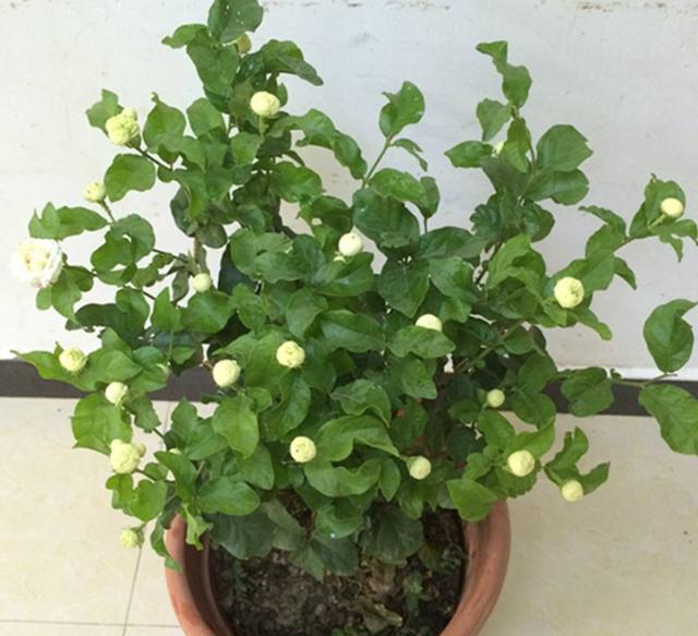 盆栽茉莉花一盆栽几棵好,茉莉花四季开花盆栽