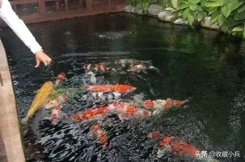 养锦鲤十大忌讳鱼池,养锦鲤最忌讳8件事