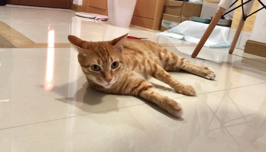 谨防猫中毒，慎用几种消毒用品！养猫家庭怎么消毒，还要看这里