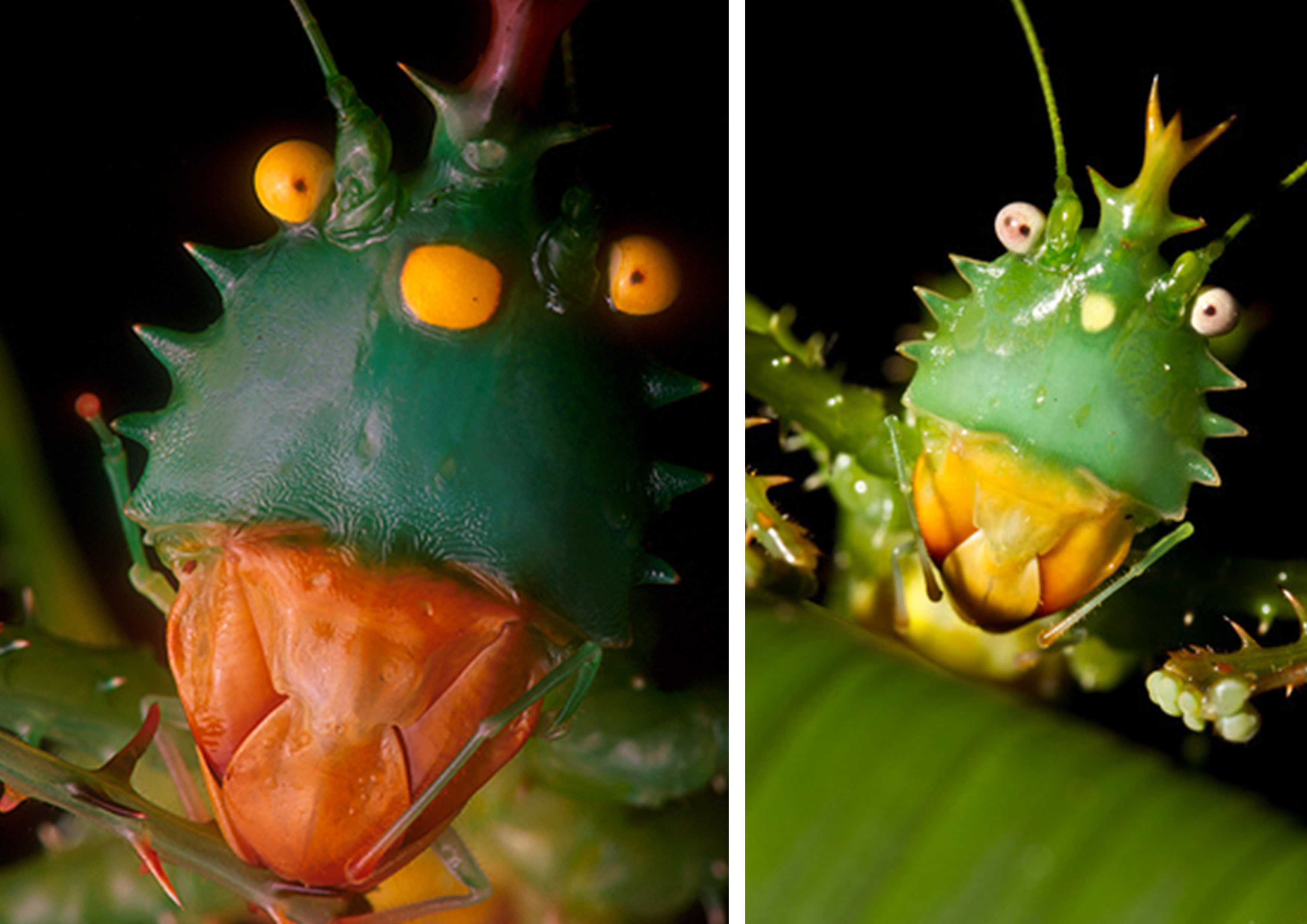 奇特的动物组合玩偶,塑料仿真动物模型小摆件套装