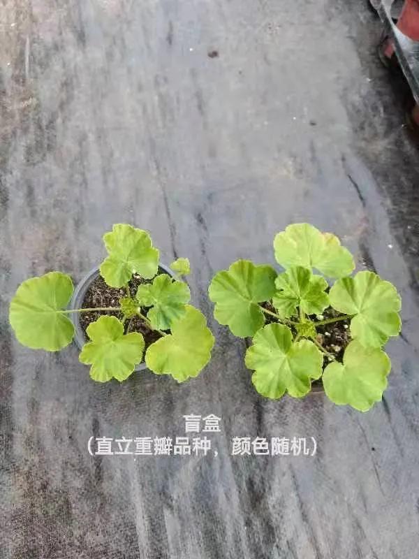 垂吊天竺葵哪些品种容易爆花,天竺葵羊宝和糖果双色哪个更爆花