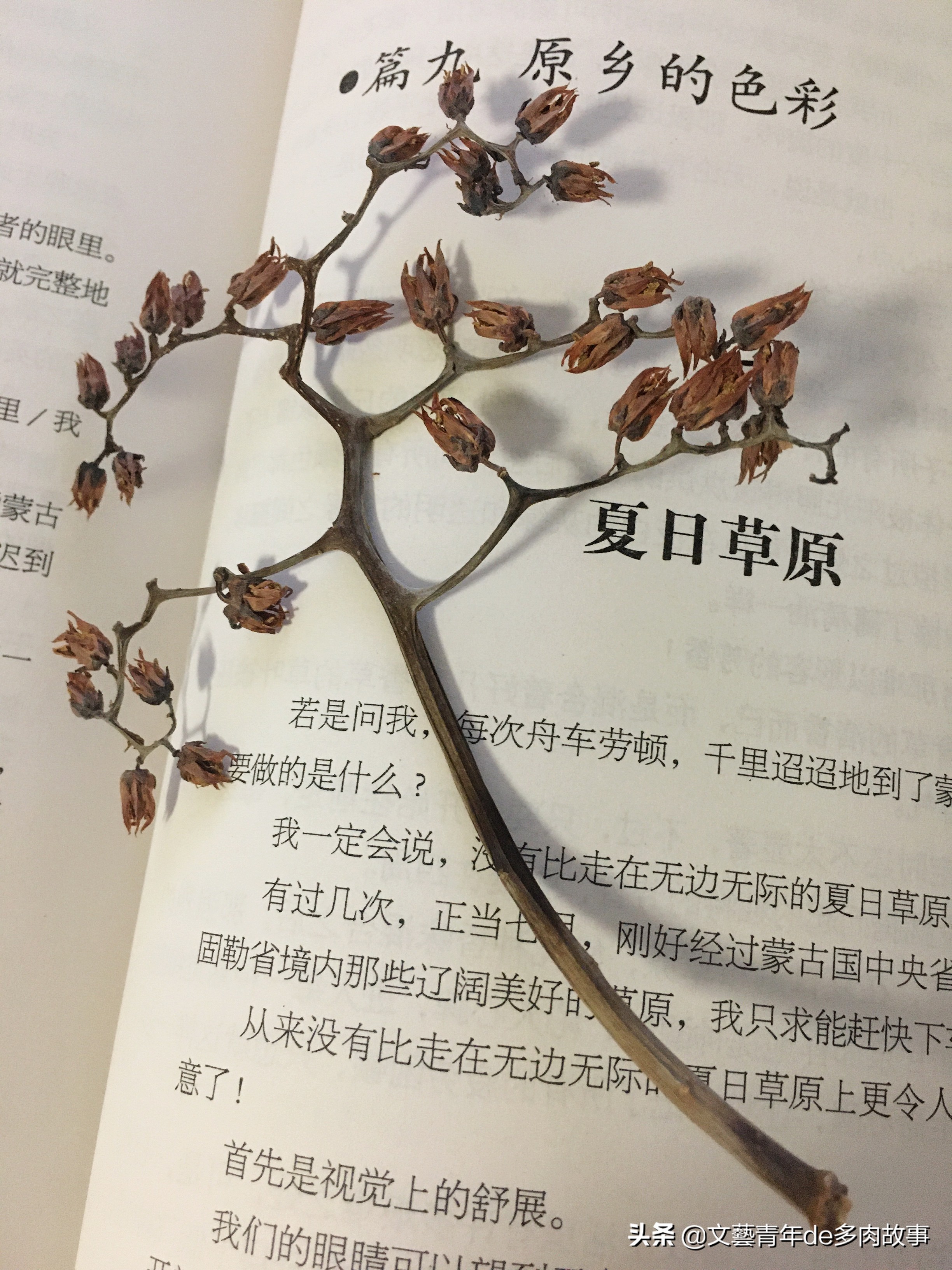 锦晃星多肉开花后花剑怎么处理,多肉长花了影响多肉长大吗