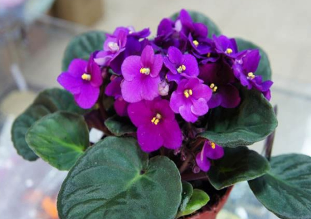 怎样养紫罗兰,家里养紫罗兰风水好吗