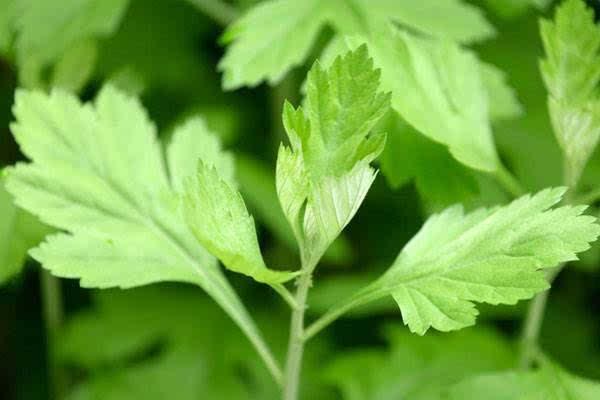 用熏艾仪对人体有哪些好处,熏艾可以预防流感吗