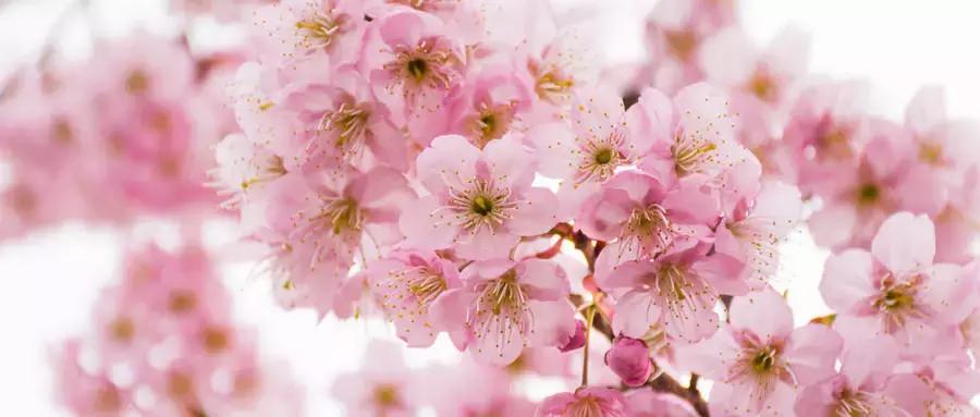 西安市青龙寺赏樱,西安赏樱花攻略