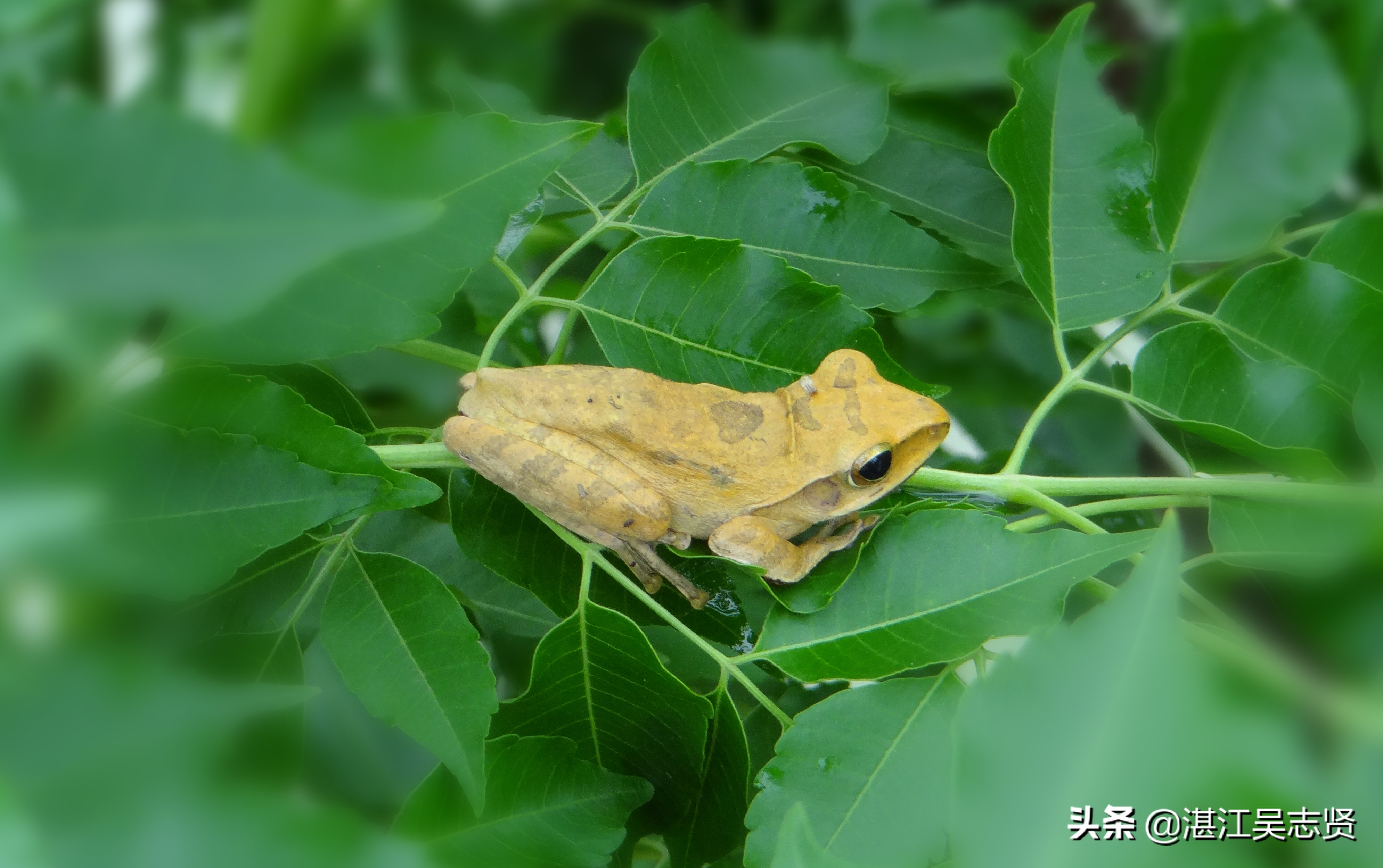 蛙怎样繁衍的全过程,蛙如何交配繁殖后代