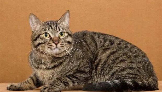 中华田园猫优点和缺点,中华田园猫有哪些品种