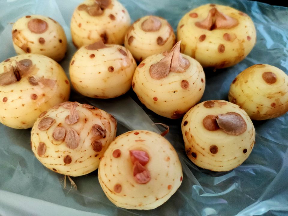 番红花种植方法,番红花为什么被称为植物之王