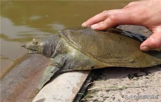 甲鱼养殖几年才能产卵,甲鱼有几种养殖方法