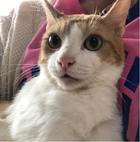 跟着我们猫狗大联盟，你会有喵的！黄阿姨猫咪领养专场