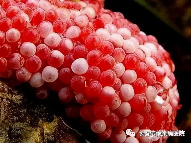 杨忠明医生说说广州管圆线虫病那些事