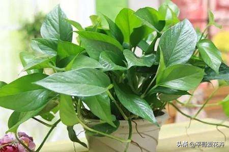 绿萝吊兰能活多久,怎么拯救要死的绿萝