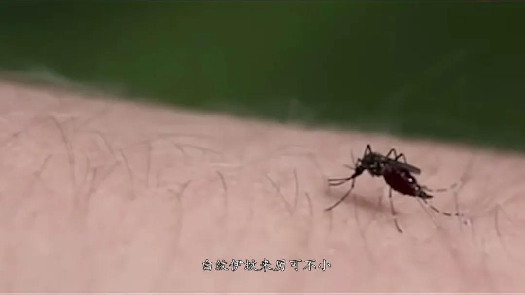 蚊子驱蚊最快的方法,夜晚蚊子多怎么有效的驱蚊