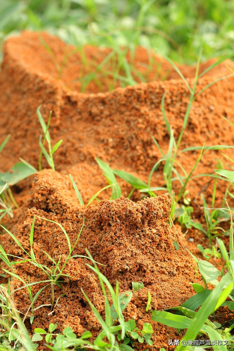 金色童年作文400字,金色童年作文250字左右