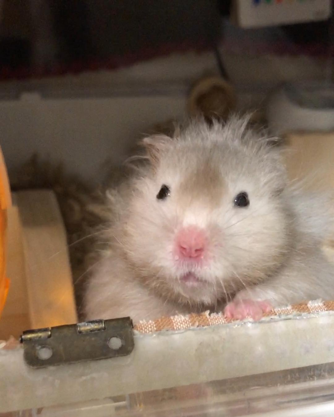 家有小仓鼠,小仓鼠的救命办法