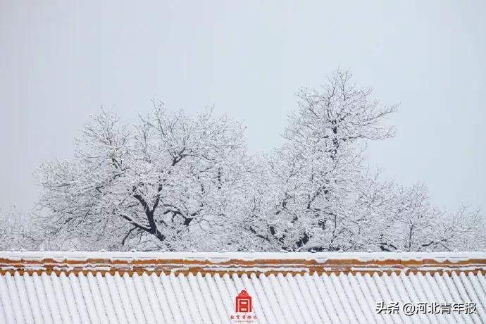 故宫官宣最新雪景，张张美得惊人！“新掌门”竟是来自敦煌的“扫地僧”