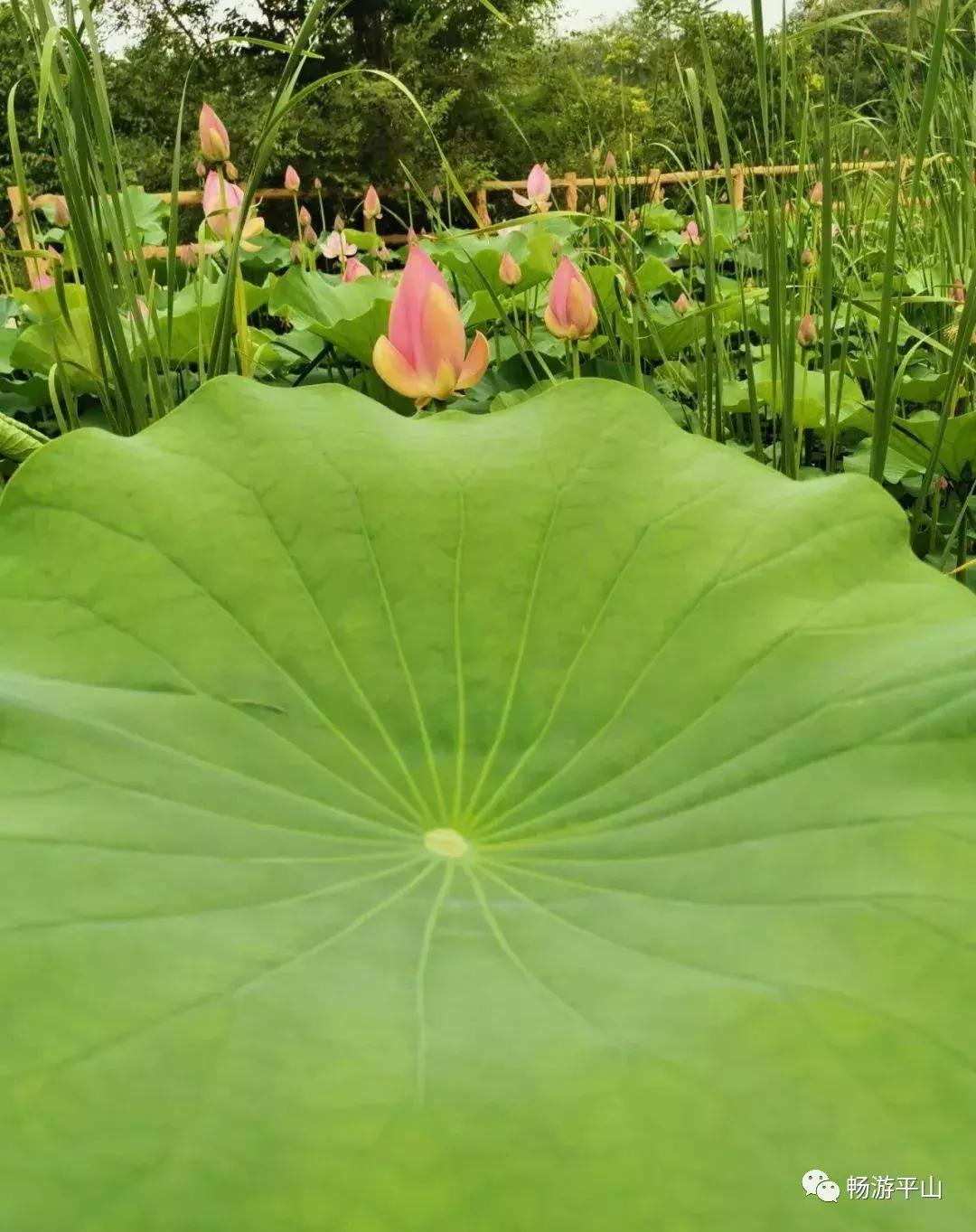 看荷塘月色的视频,看夏日荷塘美景