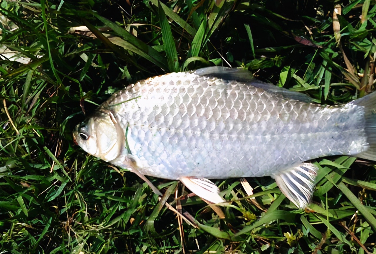 春季钓鲫鱼用什么味型窝料,春钓鲫鱼如何避免小杂鱼闹窝