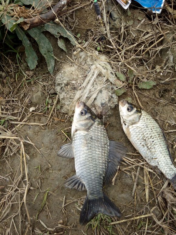 500g大鲫大鲤钓鱼添加剂,钓鱼小药添加剂一瓶搞定价格表