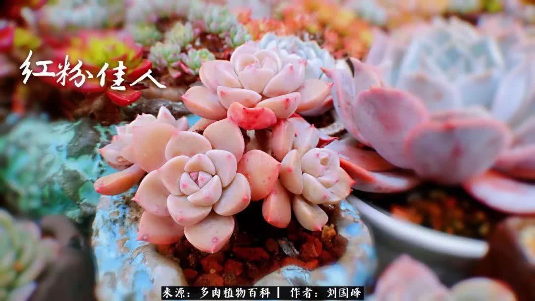 七百元打造的多肉王国，你还缺什么？