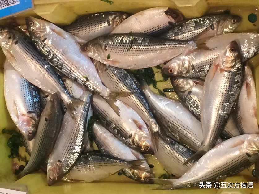 沙丁鱼的样子,真正的沙丁鱼