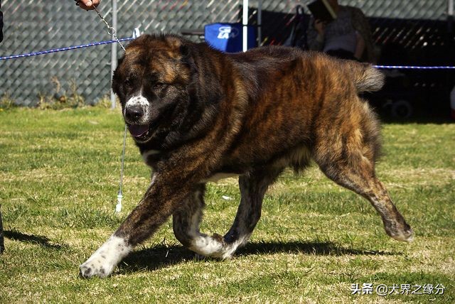 狼族的四种猛犬,能打败狼的四种猛犬