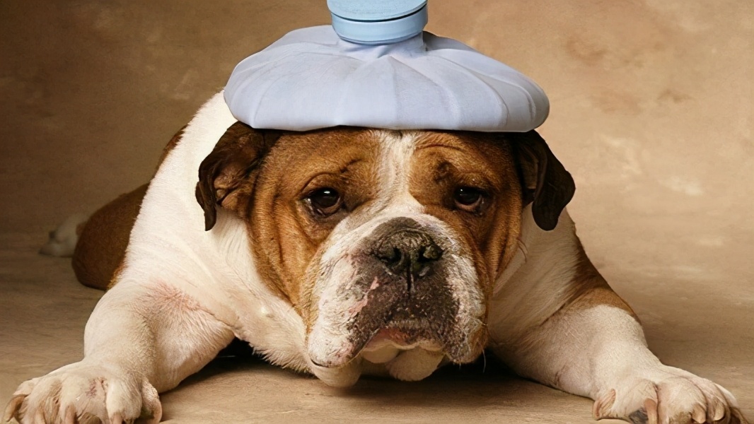 狗狗拉巧克力色便便很臭,有的狗粮狗狗吃了狗便便特别臭