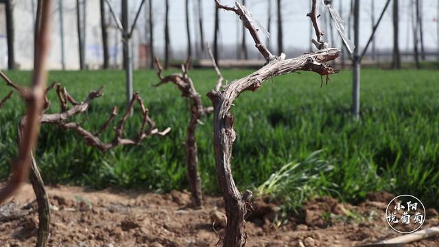 葡萄苗木怎么栽培,葡萄苗木种植技术