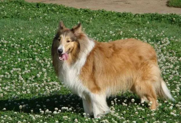 45只名犬排行,45种名犬您都认识吗