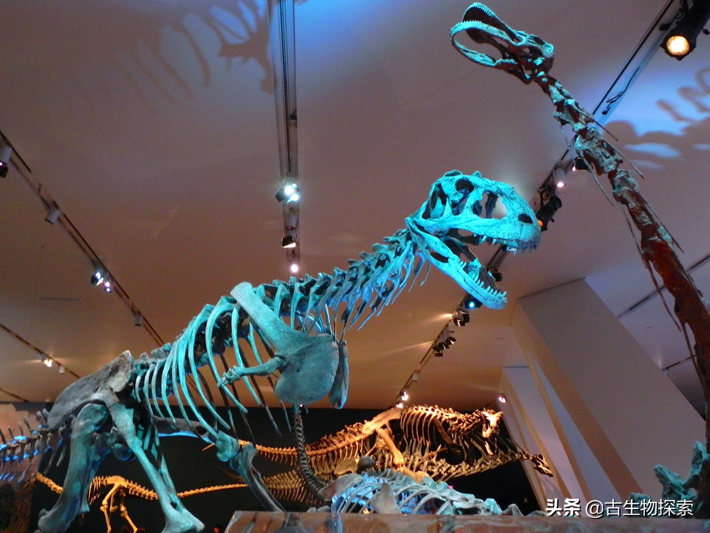 霸王龙最新研究报告,2024年霸王龙最新消息