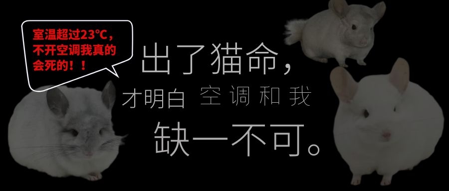 龙猫一夜之间死了,小龙猫被饿死