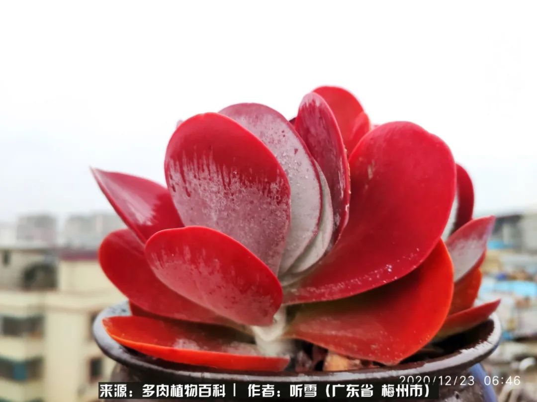 遇见多肉感恩生命中所有的相识,爱上多肉是个压力山大的事