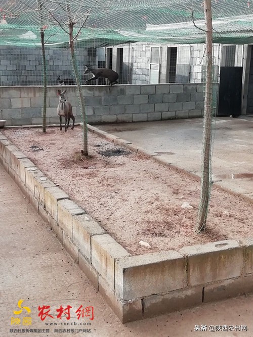 太白河镇旅游观光,太白黄金小镇