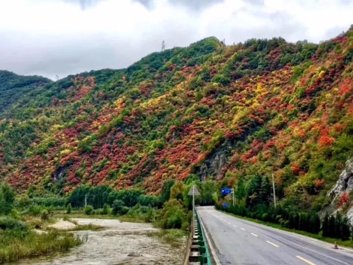 2021秦岭鸡窝子分水岭红叶,秦岭红叶最佳自驾线