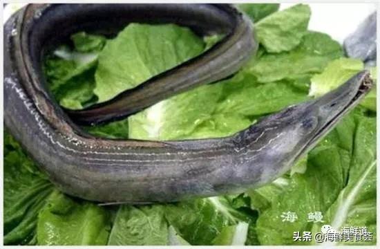 102种海鲜,营养丰富的海鲜有哪些品种