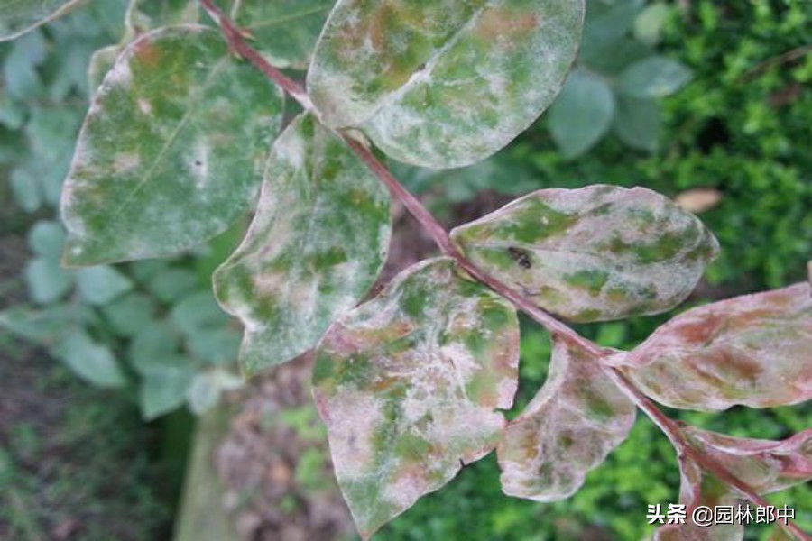 谁说花无红百日，紫薇就可以！学会这几点，紫薇花期更长久