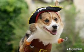 微量元素为什么能改善狗狗异食癖,异食癖宠物