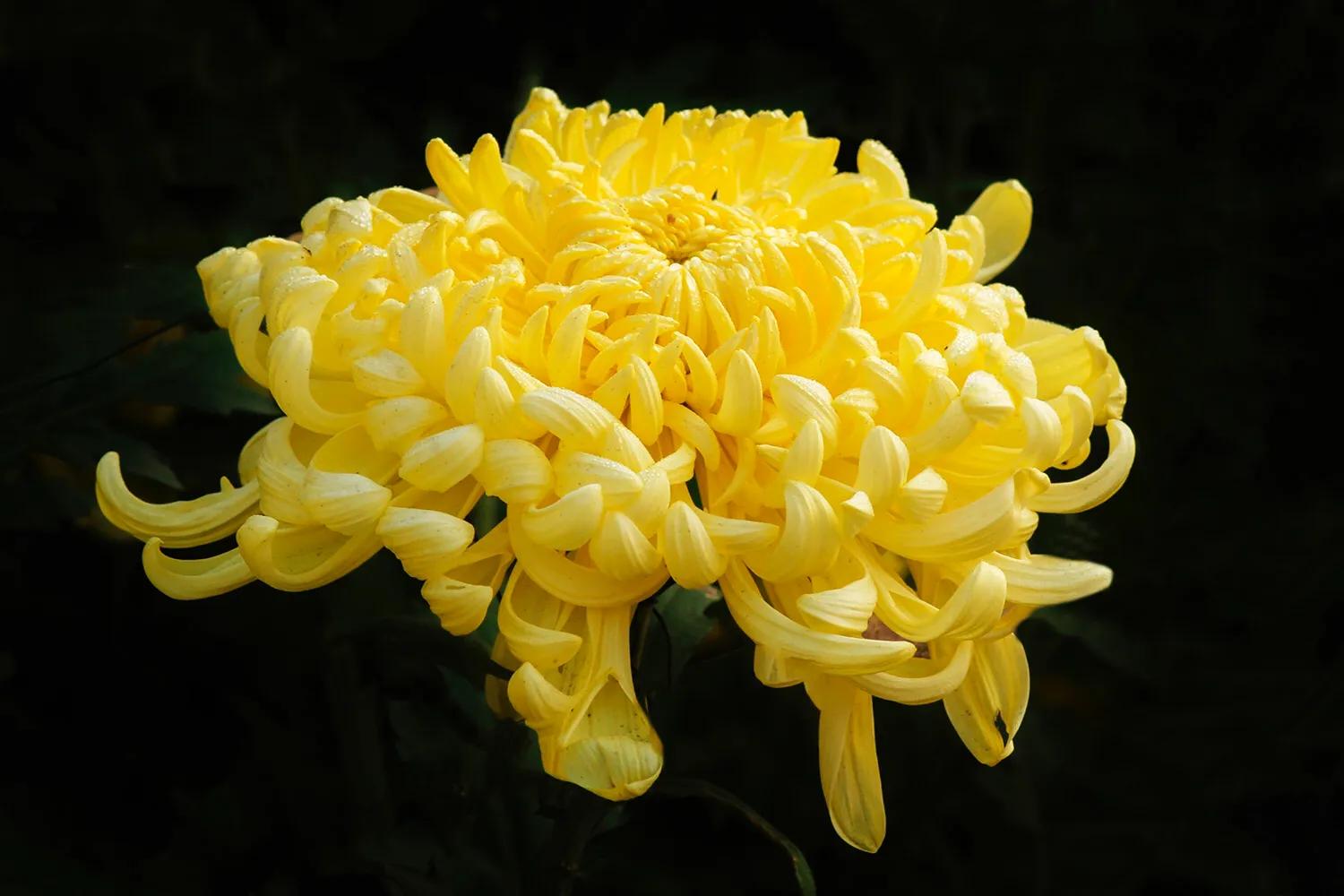 日本你不知道的冷知识,日本二十个冷知识大全动漫