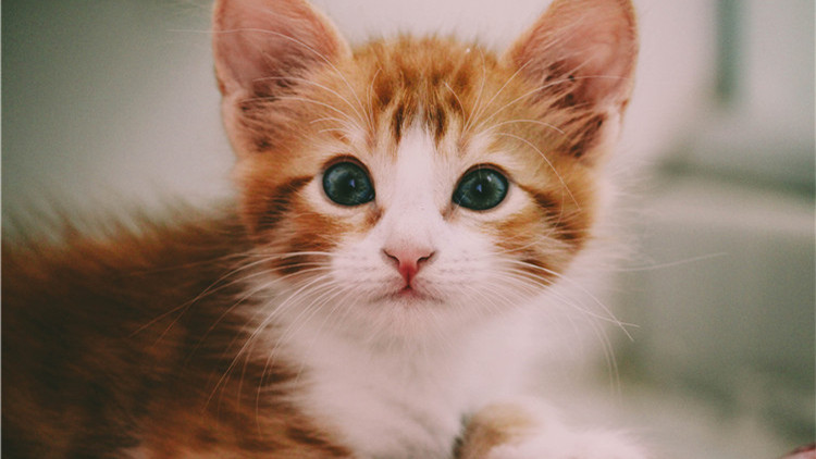 养猫家中异味怎么去除,家中养猫怎么去除家里的异味