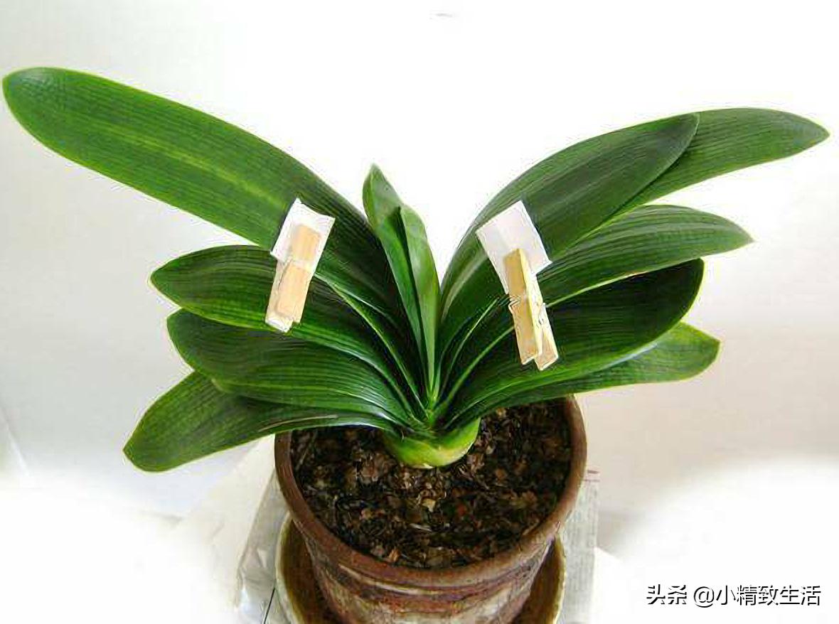 君子兰怎么摆放叶子不会长歪视频,君子兰的叶片长歪了该怎么办