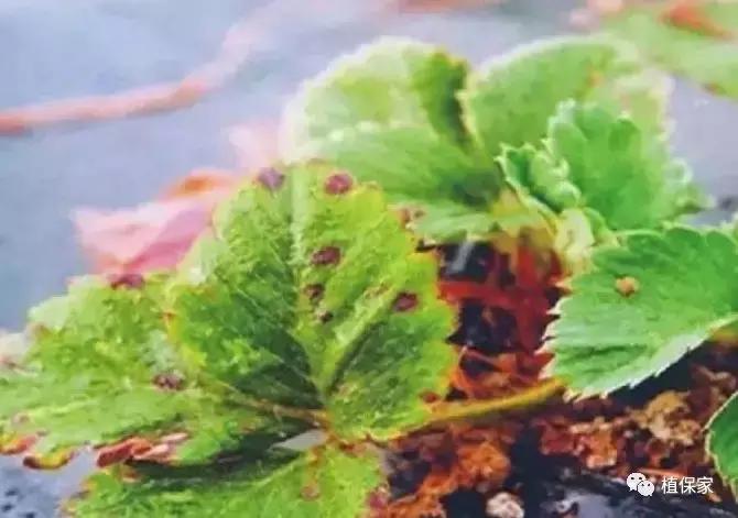 南京地区草莓病虫害防治的现状,温室草莓病虫害种类及防治措施