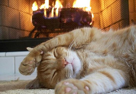 猫咪晚上不睡觉怎么办？「科瑞卡科普」