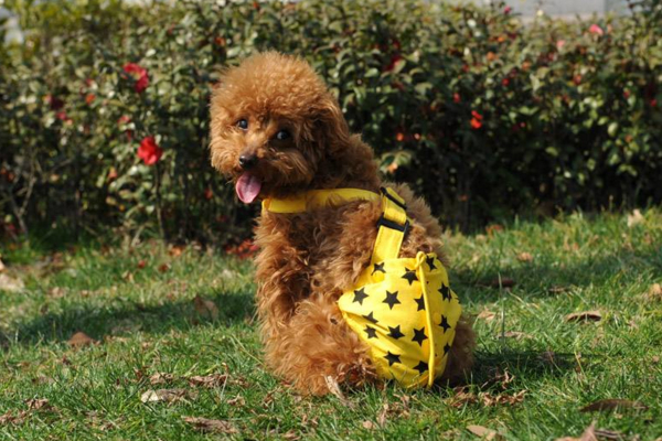 母狗半年发情一次，一次15天！公狗不固定，只受发情的母狗影响！