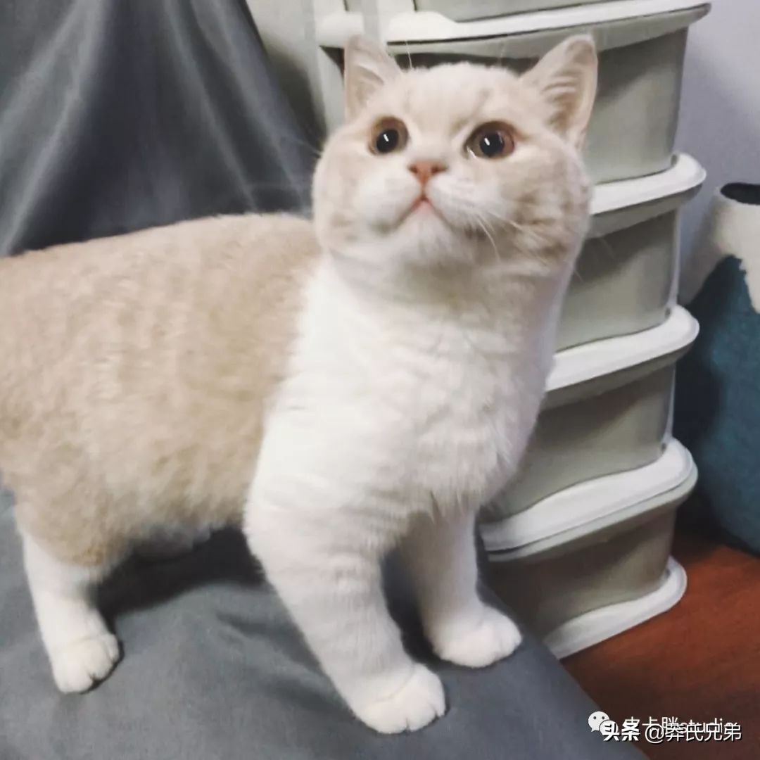 可爱小奶猫刚生出成长日记,一只小奶猫的成长过程