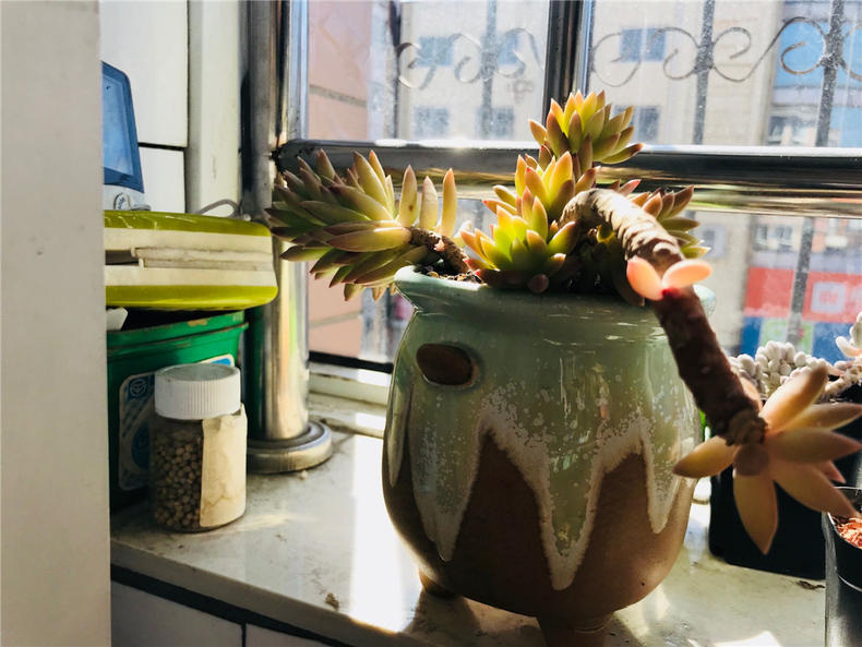 养多肉千佛手，注意三个关键点，长势大好