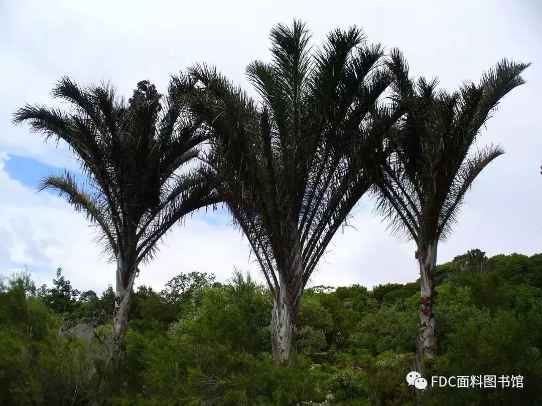 能用来制作面料的植物知多少？（下）