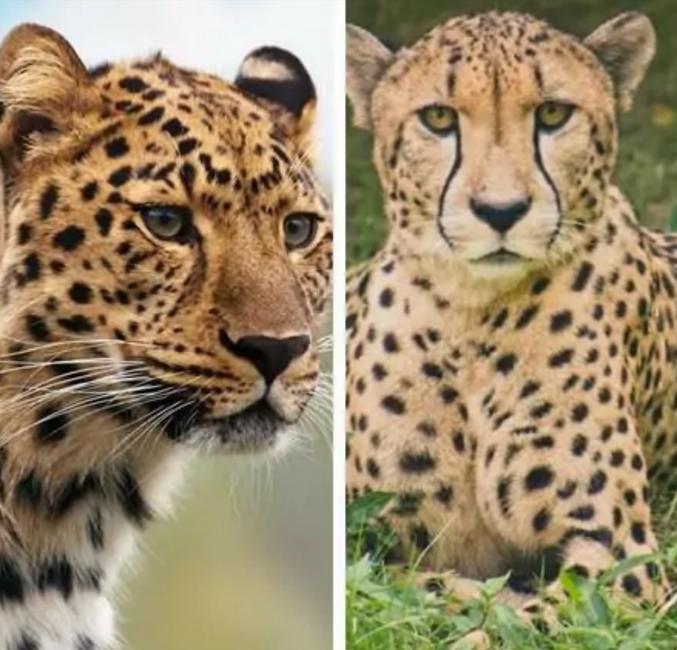 花豹捕食猎豹全过程,猎豹牛羚捕杀技巧